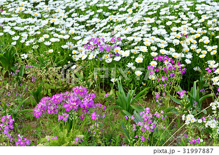 横須賀・くりはま花の国 31997887