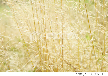 まるで竹林のような野草雑草の「カゼグサ」 31997912
