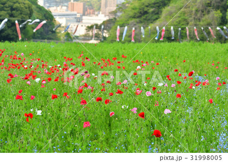 横須賀・くりはま花の国 31998005