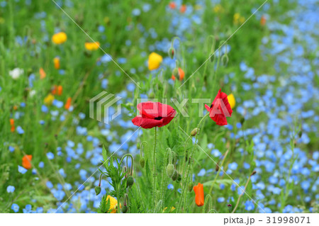 横須賀・くりはま花の国 31998071