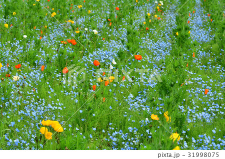 横須賀・くりはま花の国 横須賀・くりはま花の国 31998075