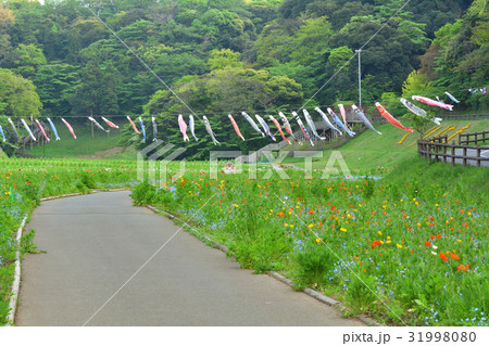 横須賀・くりはま花の国 31998080
