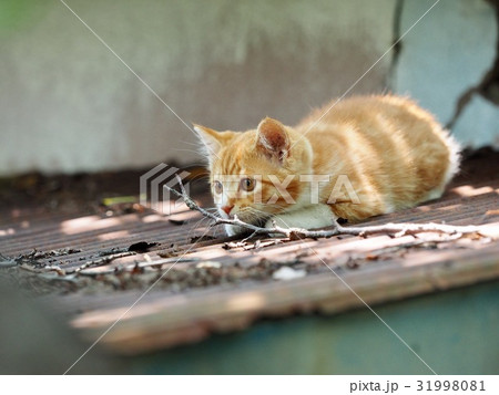 子猫 子猫 31998081