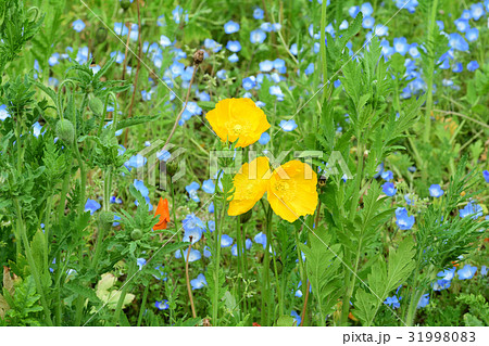 横須賀・くりはま花の国 31998083