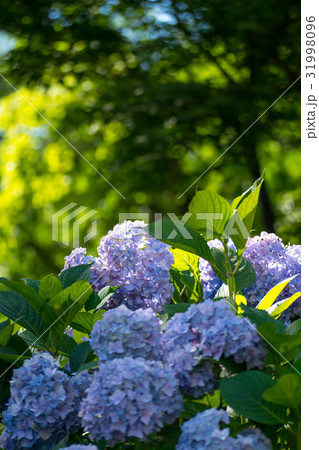 梅雨の晴れ間に輝くパステルカラーのアジサイの群れ 梅雨の晴れ間に輝くパステルカラーのアジサイの群れ 31998096