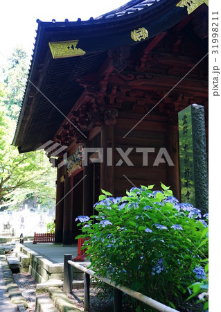 6月　鎌倉419妙本寺のアジサイ 31998211