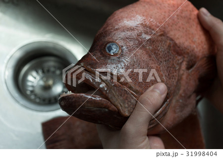 cleaning fish (Red-banded grouper) in kitchen sink 31998404