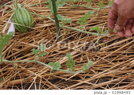 スイカ畑六月中旬 スイカ畑六月中旬 31998495