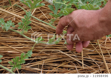 スイカ畑六月中旬 スイカ畑六月中旬 31998496