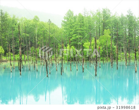 水の青さと立ち枯れた木々の幻想的な景観から、その存在が口コミで広がった「青い池」。一度は見ておきたい 31998618