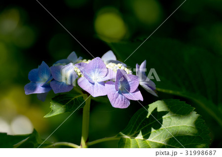 光が注ぐロットケルヘンのクローズアップとコピースペース 31998687