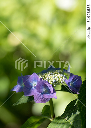 光が注ぐロットケルヘンのクローズアップとコピースペース 31998688