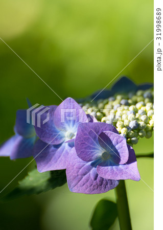 光が注ぐロットケルヘンのクローズアップとコピースペース 31998689