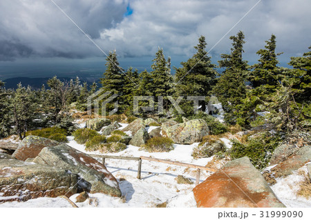 Landscape with trees in the Harz area, Germany. 31999090