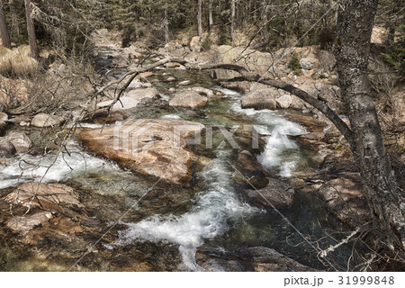 River in the forest River in the forest 31999848