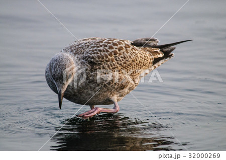 Redshank on the Beach in Westkapelle Redshank on the Beach in Westkapelle 32000269