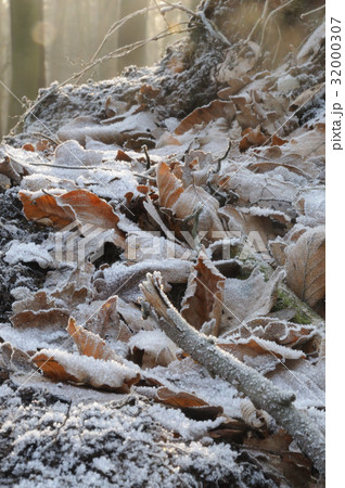 Dutch Winter Landscap 32000307