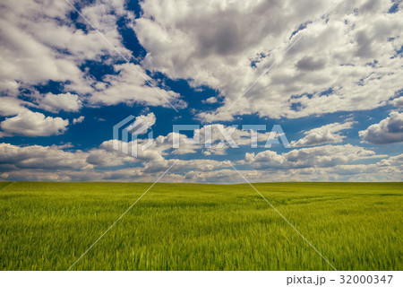 Cloudy blue sky over green grain field Cloudy blue sky over green grain field 32000347