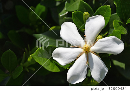 クチナシの花 32000484