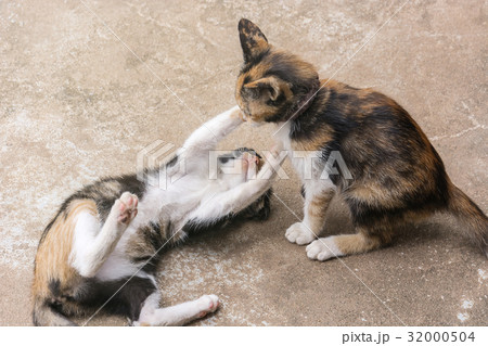 Two adorable kittens playing on floor Two adorable kittens playing on floor 32000504