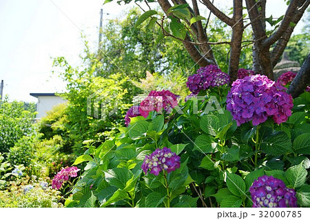 紫陽花 紫陽花 32000785