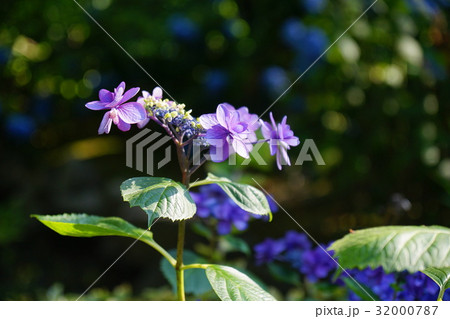紫陽花 紫陽花 32000787
