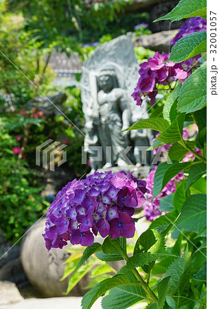 観音寺の紫陽花 観音寺の紫陽花 32001057