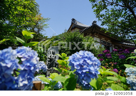観音寺の紫陽花 32001058