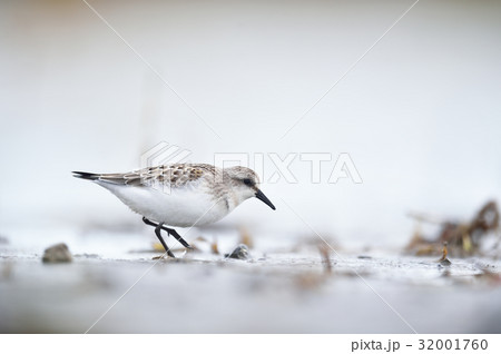 水辺を歩くトウネン 32001760