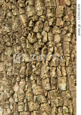 Bark surface Bark surface 32001836