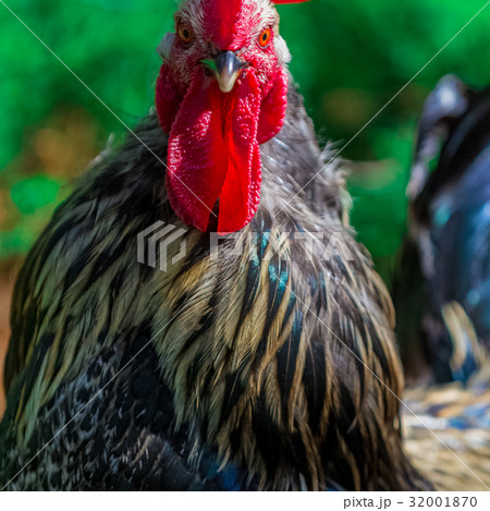 Rural cock portrait 32001870