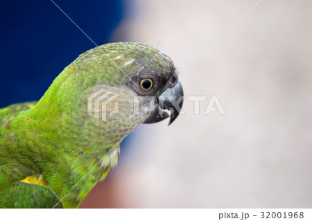 Sun conure Parrot Sun conure Parrot 32001968