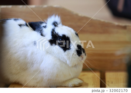 うさぎ ウサギ 兔 兎 生物 生き物 動物 ペット ウサギ目 ウサギ科 小動物 哺乳類 の写真素材