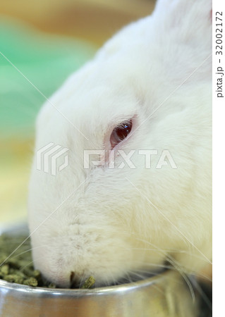 うさぎ (ウサギ 兔 兎 生物 生き物 動物 ペット ウサギ目 ウサギ科 小動物 哺乳類) 32002172