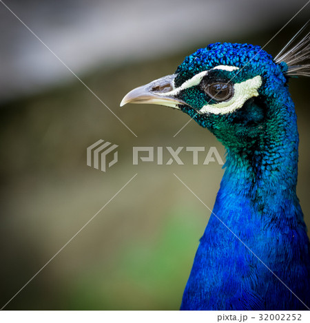 Peacock portrait close up 32002252