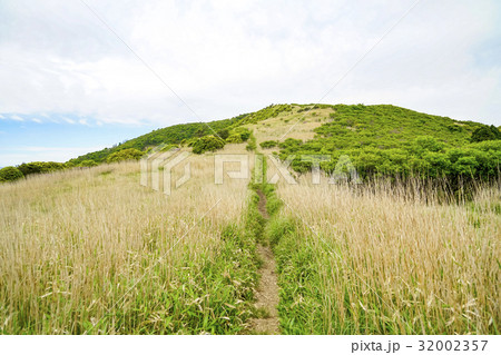 猟師岳　ミヤマキリシマ 32002357