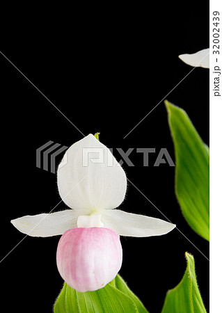 黒背景の白とピンクのアツモリソウ 黒背景の白とピンクのアツモリソウ 32002439