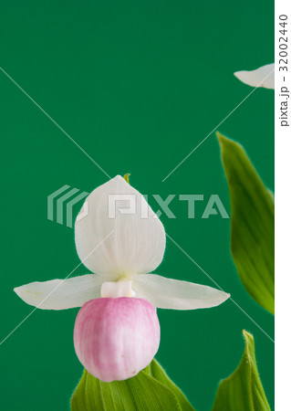 緑背景の白とピンクのアツモリソウ 32002440