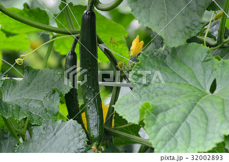夏野菜キュウリ 夏野菜キュウリ 32002893