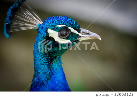 Peacock portrait close up 32003123