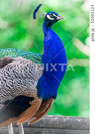 Peacock bird portrait 32003124