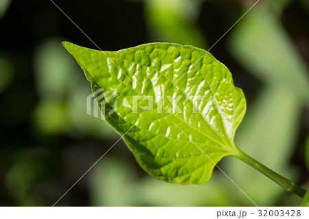 Green leaf of WildbetalLeafbush tree 32003428