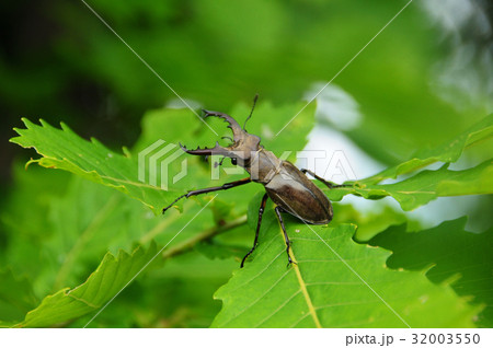 ミヤマクワガタ雄　札幌市 32003550