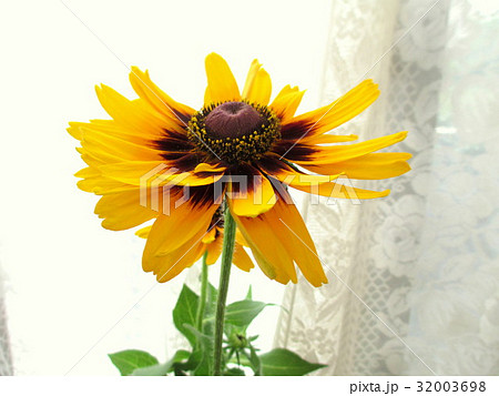 窓辺に飾ったビタミンカラーのルドベキア 32003698