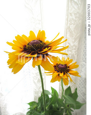 窓辺に飾ったビタミンカラーのルドベキア 32003703