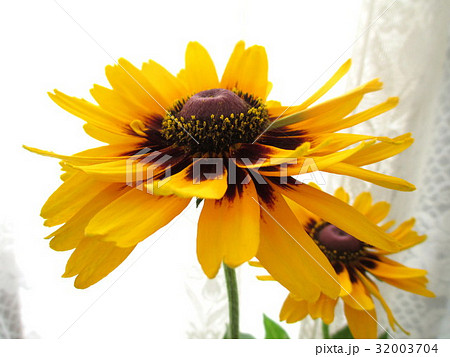 窓辺に飾ったビタミンカラーのルドベキア 32003704