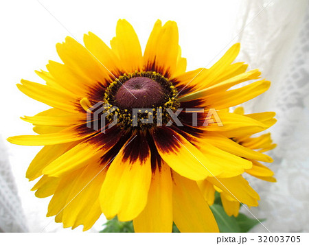 ルドベキアの花 32003705