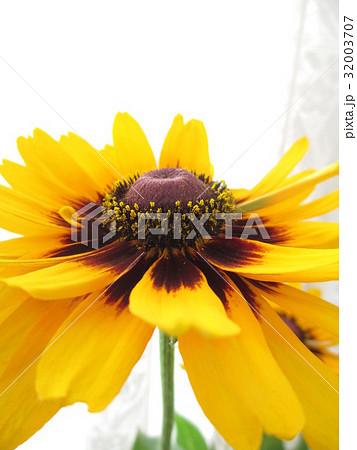 ルドベキアの花 32003707