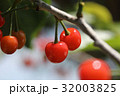 さくらんぼ 32003825