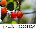 さくらんぼ 32003826